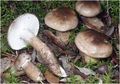 Hygrophorus dichrous
